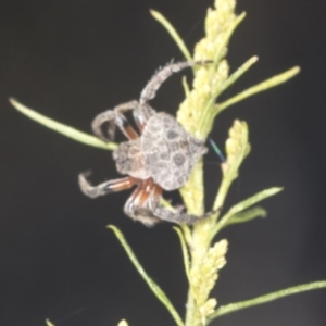 Dolophones sp. (genus) at Bruce, ACT - 31 Dec 2021 08:26 AM