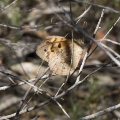 Heteronympha merope (Common Brown Butterfly) at Bruce, ACT - 30 Dec 2021 by AlisonMilton