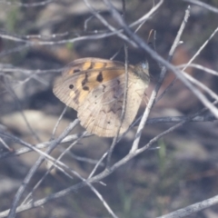 Heteronympha merope at Bruce, ACT - 31 Dec 2021 08:37 AM