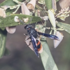 Eumeninae (subfamily) (Unidentified Potter wasp) at Bruce, ACT - 31 Dec 2021 by AlisonMilton