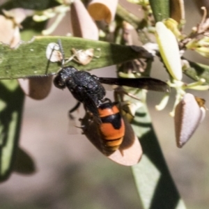 Eumeninae (subfamily) at Bruce, ACT - 31 Dec 2021