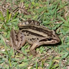 Limnodynastes peronii (Brown-striped Frog) at Evans Head, NSW - 31 Dec 2021 by AaronClausen