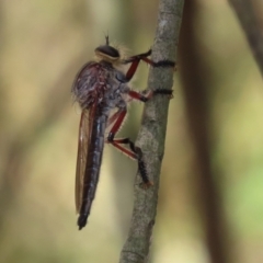 Neoaratus hercules (Herculean Robber Fly) at Fyshwick, ACT - 30 Dec 2021 by RodDeb