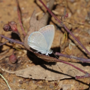 Zizina otis at Pialligo, ACT - 31 Dec 2021 03:02 PM