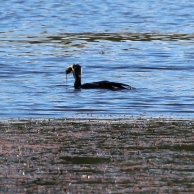 Microcarbo melanoleucos (Little Pied Cormorant) at Fyshwick, ACT - 30 Dec 2021 by RodDeb