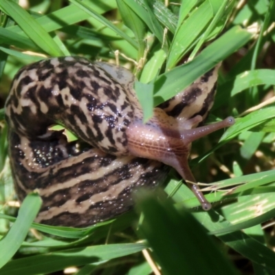 Limax maximus (Leopard Slug, Great Grey Slug) at Jerrabomberra Wetlands - 30 Dec 2021 by RodDeb