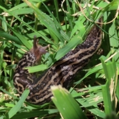 Limax maximus at Fyshwick, ACT - 30 Dec 2021