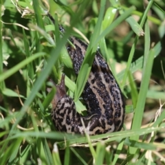 Limax maximus at Fyshwick, ACT - 30 Dec 2021