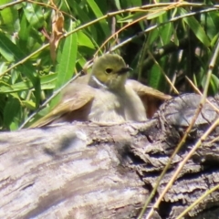 Ptilotula penicillata (White-plumed Honeyeater) at Fyshwick, ACT - 30 Dec 2021 by RodDeb