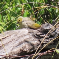 Ptilotula penicillata at Fyshwick, ACT - 30 Dec 2021