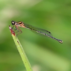 Nososticta solida (Orange Threadtail) at Stranger Pond - 31 Dec 2021 by RodDeb