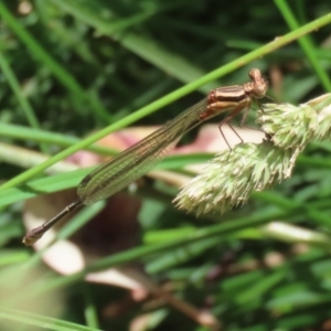 Nososticta solida at Bonython, ACT - 31 Dec 2021