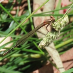 Nososticta solida at Bonython, ACT - 31 Dec 2021