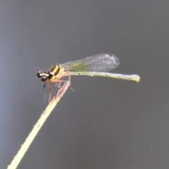 Nososticta solida at Bonython, ACT - 31 Dec 2021