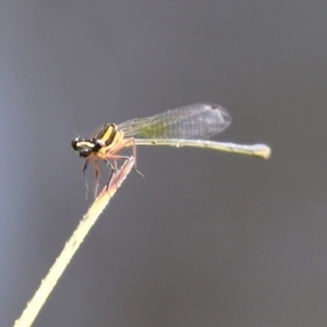 Nososticta solida at Bonython, ACT - 31 Dec 2021