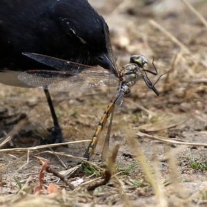 Hemicordulia tau at Bonython, ACT - 31 Dec 2021