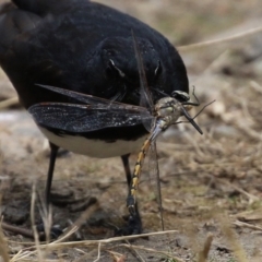 Hemicordulia tau at Bonython, ACT - 31 Dec 2021 02:11 PM