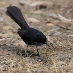 Rhipidura leucophrys at Bonython, ACT - 31 Dec 2021 02:11 PM