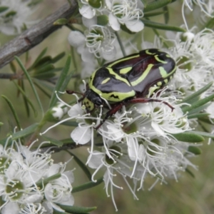 Eupoecila australasiae at Kambah, ACT - 27 Dec 2021