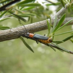 Chauliognathus tricolor (Tricolor soldier beetle) at Kambah, ACT - 27 Dec 2021 by MatthewFrawley