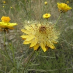 Xerochrysum viscosum (Sticky Everlasting) at Kambah, ACT - 27 Dec 2021 by MatthewFrawley