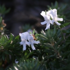 Westringia fruticosa (Native Rosemary) at Wallagoot, NSW - 28 Dec 2021 by KylieWaldon