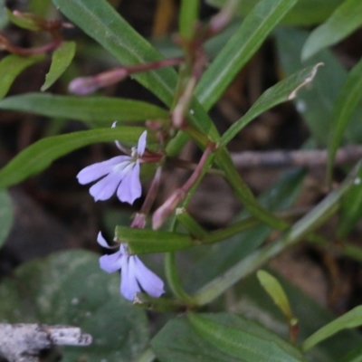 Lobelia anceps (Angled Lobelia) at Wallagoot, NSW - 28 Dec 2021 by KylieWaldon