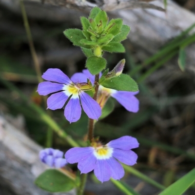 Scaevola sp. (Fan Flower) at Wallagoot, NSW - 29 Dec 2021 by KylieWaldon