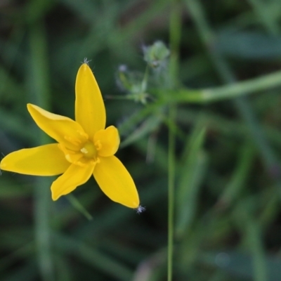 Hypoxis hygrometrica (Golden Weather-grass) at Wallagoot, NSW - 29 Dec 2021 by KylieWaldon