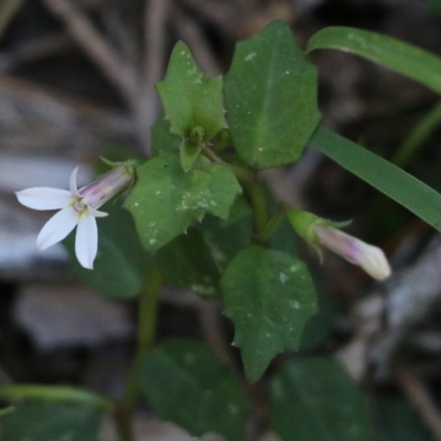 Lobelia purpurascens (White Root) at Wallagoot, NSW - 29 Dec 2021 by KylieWaldon