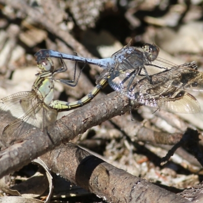 Orthetrum caledonicum (Blue Skimmer) at Wallagoot, NSW - 29 Dec 2021 by KylieWaldon