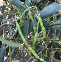 Acacia sophorae (Coastal Wattle) at Ventnor, VIC - 18 Dec 2021 by Tapirlord