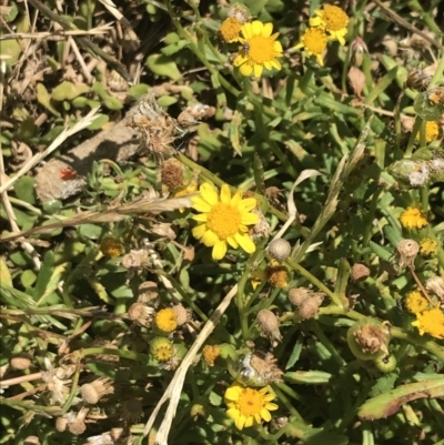 Senecio spathulatus var. latifructus (Dune Groundsel) at Summerlands, VIC - 18 Dec 2021 by Tapirlord