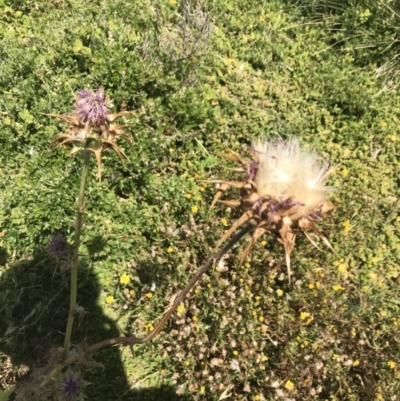 Silybum marianum (Variegated Thistle) at Summerlands, VIC - 18 Dec 2021 by Tapirlord