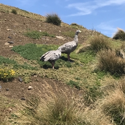 Cereopsis novaehollandiae (Cape Barren Goose) at Summerlands, VIC - 18 Dec 2021 by Tapirlord