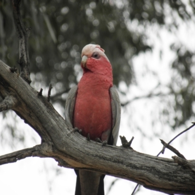 Eolophus roseicapilla (Galah) at Kambah, ACT - 27 Dec 2021 by MatthewFrawley