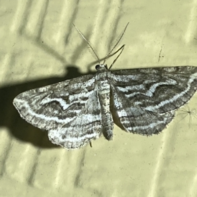 Unplaced leucoplecta (Intricate Bark Moth) at Numeralla, NSW - 31 Dec 2021 by Steve_Bok