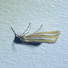 Hednota bivittella (A Crambid moth (Crambinae) at Numeralla, NSW - 1 Jan 2022 by SteveBorkowskis