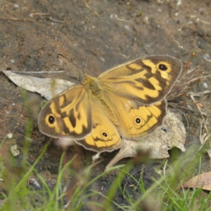 Heteronympha merope at Kambah, ACT - 27 Dec 2021