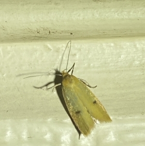 Endeolena aurinatella at Numeralla, NSW - 31 Dec 2021