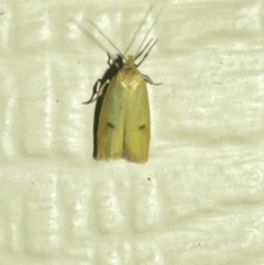 Endeolena aurinatella at Numeralla, NSW - 31 Dec 2021