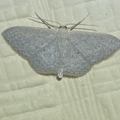 Scopula optivata (Varied Wave) at Numeralla, NSW - 31 Dec 2021 by Steve_Bok