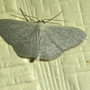 Scopula optivata at Numeralla, NSW - 31 Dec 2021