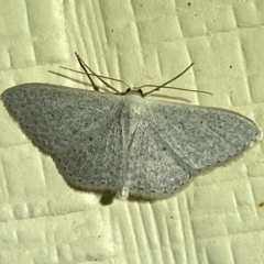 Scopula optivata at Numeralla, NSW - 31 Dec 2021