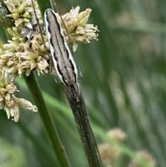 Tetragnatha sp. (genus) (Long-jawed spider) at Numeralla, NSW - 31 Dec 2021 by Steve_Bok