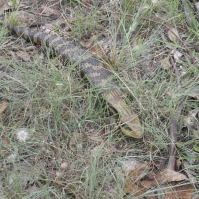 Tiliqua scincoides scincoides (Eastern Blue-tongue) at Kambah, ACT - 27 Dec 2021 by MatthewFrawley