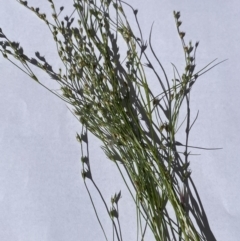 Juncus bufonius (Toad Rush) at Hackett, ACT - 1 Jan 2022 by cmobbs