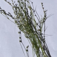 Juncus bufonius (Toad Rush) at Hackett, ACT - 31 Dec 2021 by cmobbs