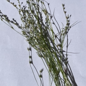 Juncus bufonius at Hackett, ACT - 1 Jan 2022