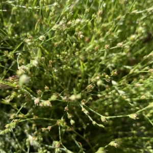 Juncus bufonius at Hackett, ACT - 1 Jan 2022